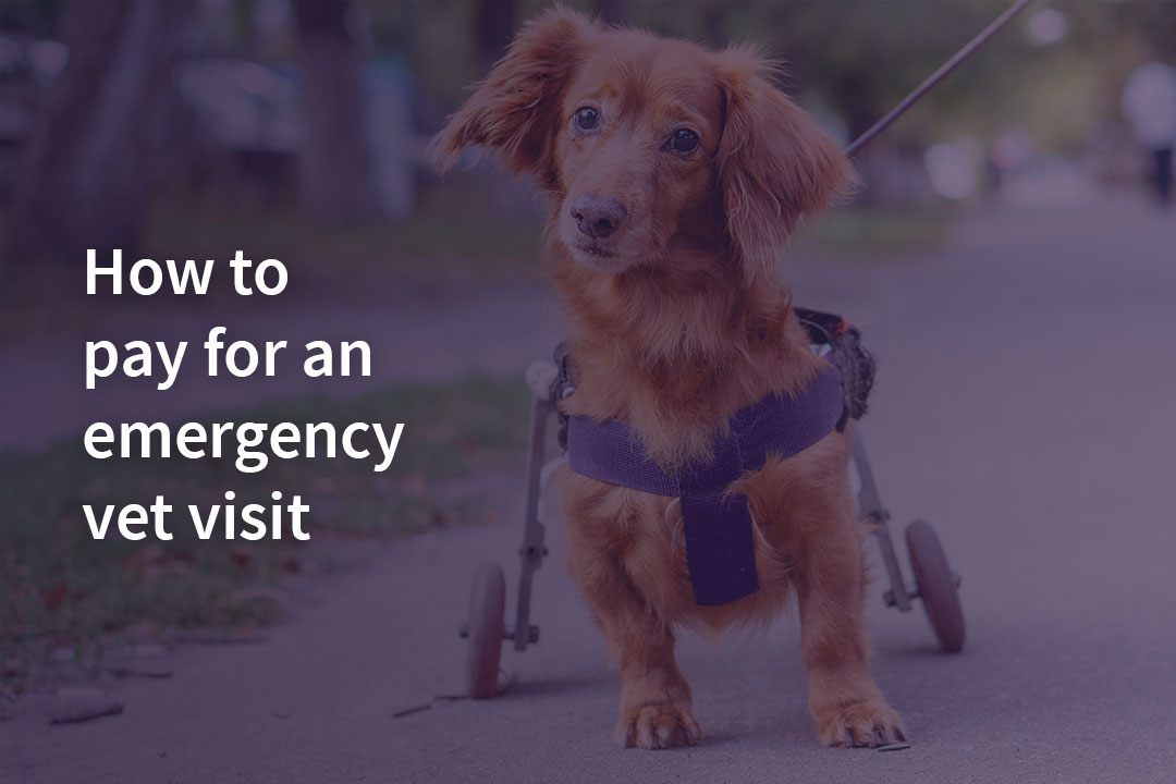Can I Get Vet Bill Assistance For An Emergency Visit? Fairstone