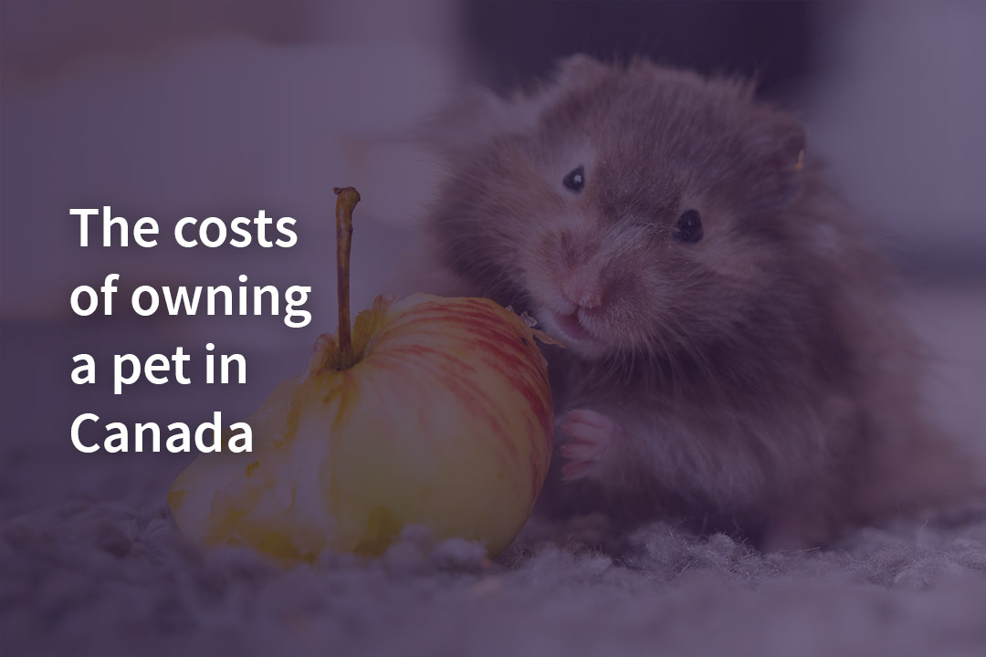 Can I Get Vet Bill Assistance For An Emergency Visit? Fairstone